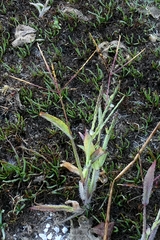 author not stated, no rights reserved Digitaria sanguinalis, photograph author not stated, no rights reserved