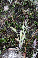 author not stated, no rights reserved Digitaria sanguinalis, photograph author not stated, no rights reserved