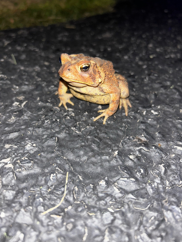 American Toad