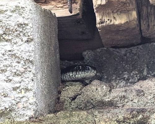 Central Ratsnake