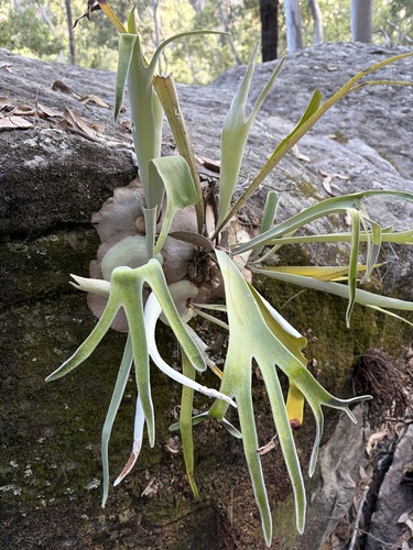 Platycerium veitchii, 2026-09-17