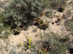 Aloe distans