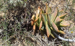 Aloe distans