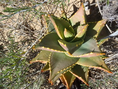 Aloe distans