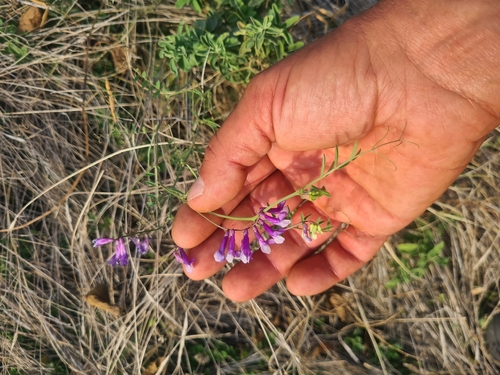 hairy vetch