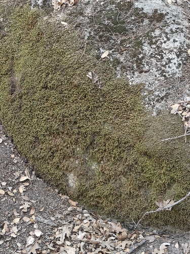 iNaturalist observation photo of Mosses