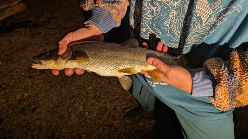Northern Pikeminnow