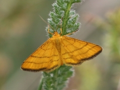 Idaea aureolaria