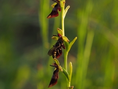 Ophrys insectifera