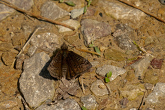 Erynnis icelus