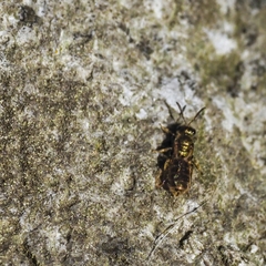 Lasioglossum nitidulum