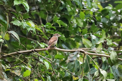Tiger Shrike