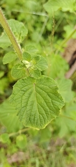 Mesosphaerum suaveolens