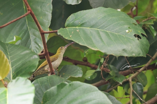 Gray-breasted Spiderhunter