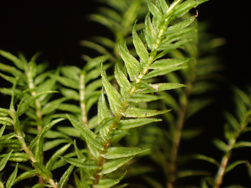 Bartramiopsis lescurii observed 2026-09-19