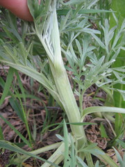 Artemisia absinthium