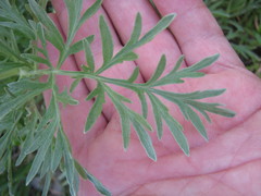 Artemisia absinthium