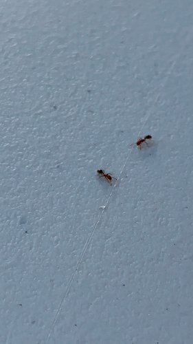 Southern Fire Ant
