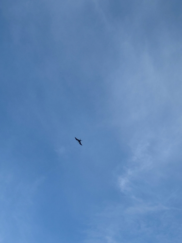 Great Frigatebird