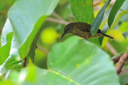 Purple-naped Spiderhunter