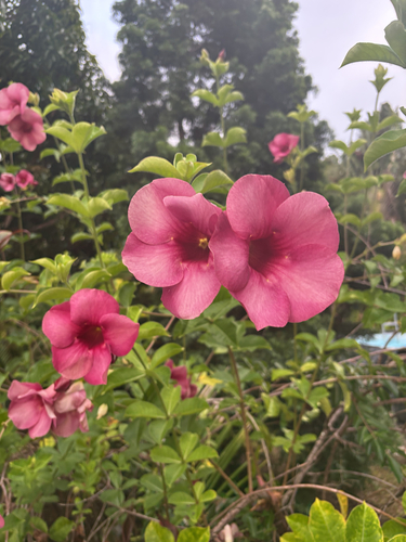 Purple Allamanda