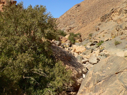 Saharan myrtle (Myrtus nivellei)