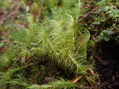 Dicranum majus observed 2026-09-19