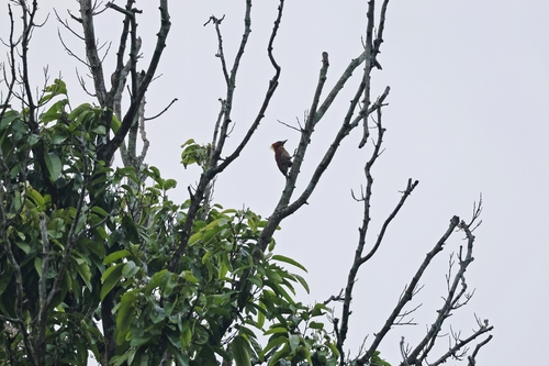 Banded Woodpecker