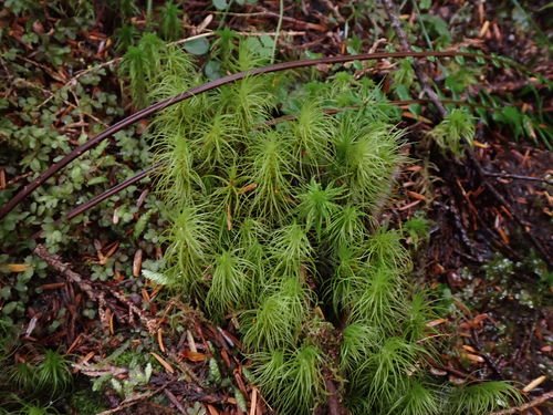 Dicranum majus observed 2026-09-19