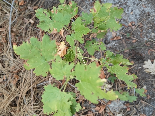 iNaturalist observation photo of mountain pink currant