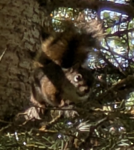 American Red Squirrel