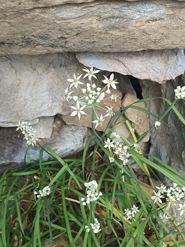 Garlic Chives