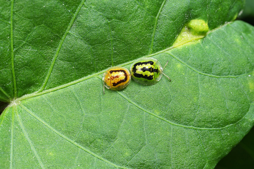 Green Tortoise Beetle