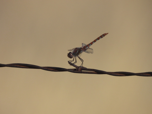 Variegated Meadowhawk