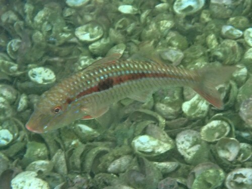 Pseudupeneus grandisquamis, 2026-09-19