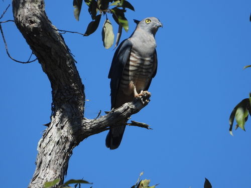 Pacific Baza