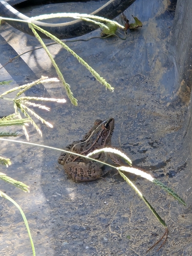 Black-spotted Frog