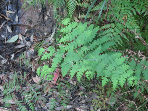Histiopteris incisa, photograph 5