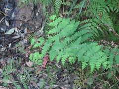 (c) ian_mcallan, some rights reserved (CC BY) Histiopteris incisa, photograph (c) ian_mcallan, some rights reserved (CC BY)