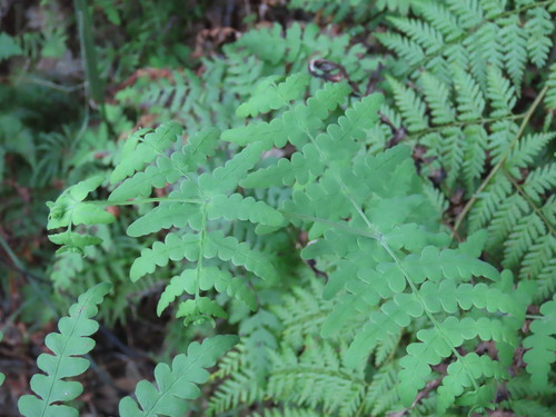 Histiopteris incisa, photograph 4