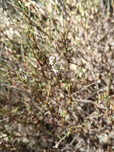 iNaturalist observation photo of Wright's buckwheat