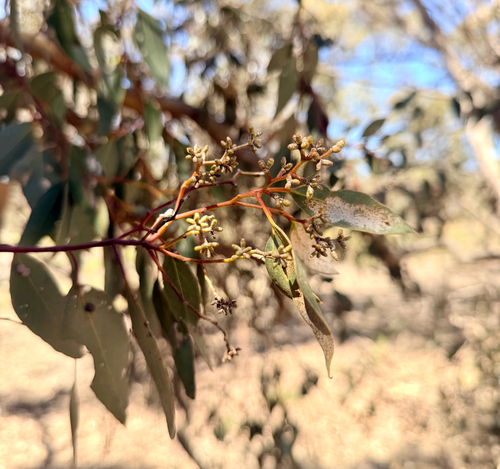 bull mallee