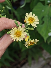 Lactuca indica