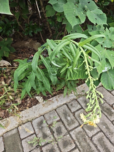 Lactuca indica, photograph 2