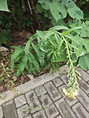 Lactuca indica, photograph author not stated, no rights reserved