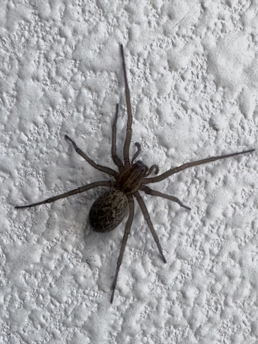 Hobo Spider