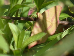 Rhodostrophia calabra