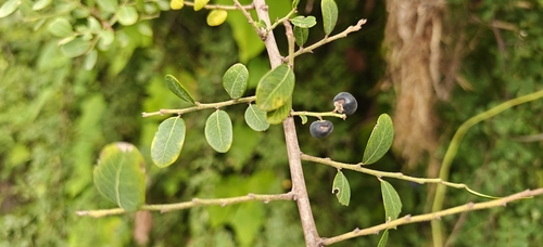 Phyllanthus reticulatus, photograph 2