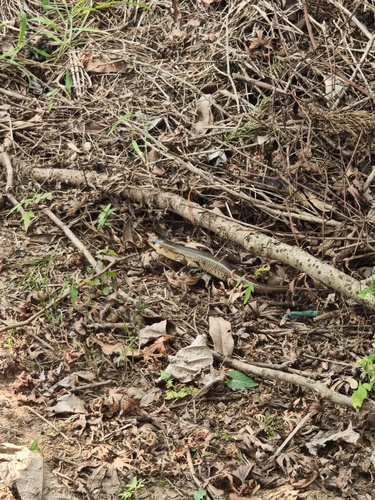 Chinese Skink
