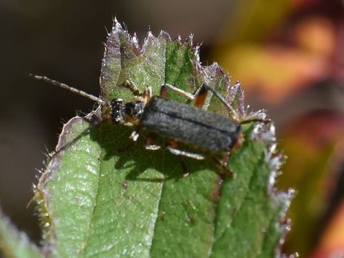 Grey Sailor Beetle, Groesbeek, Nederland, photo 9 of 10